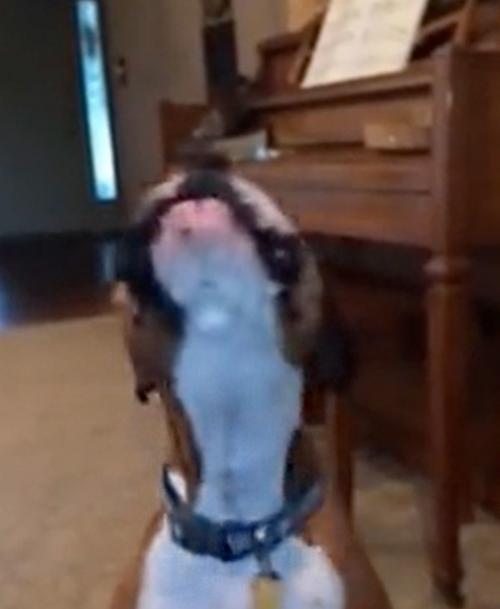 Собака любит растянуться на старом диване. 02