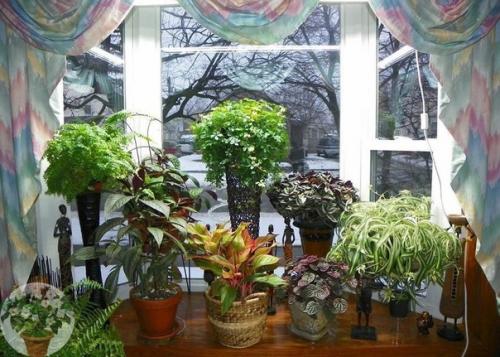 Цветы в доме.

