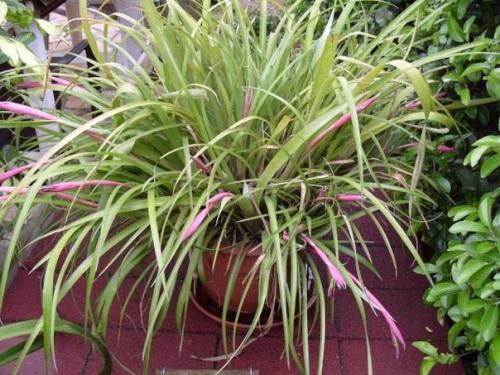 Растения цветы.  Неприхотливая и преданная бильбергия поникающая? 05