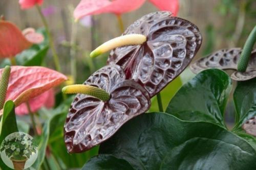 Элегантный модник антуриум. 09