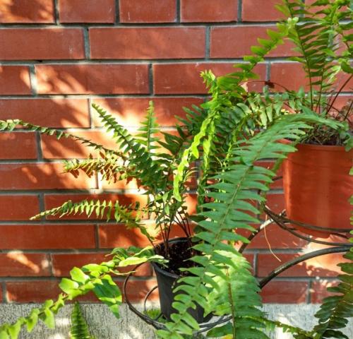 Папоротники в моём доме: о нюансах ухода и любви к тропическим растениям. 05
