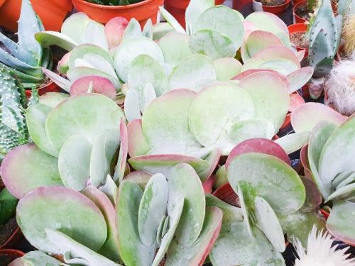 5 растений, мимо которых в магазине пройти нельзя: и хочется и колется. 03