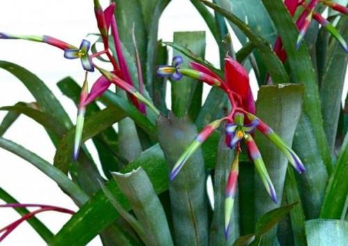 Растения цветы.  Неприхотливая и преданная бильбергия поникающая?