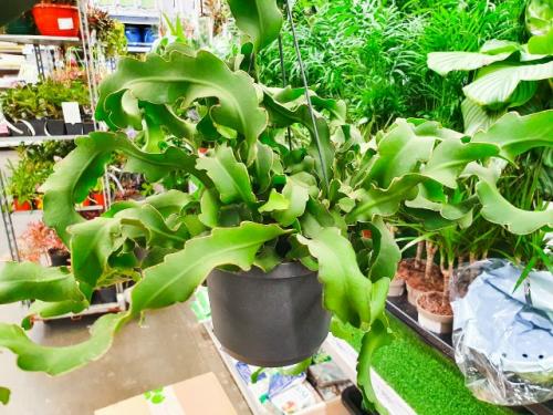 5 растений, мимо которых в магазине пройти нельзя: и хочется и колется. 04