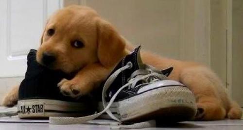 Как отучить щенка грызть вещи. 01