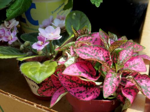 Гипоэстес - яркое растение в крапинку. 04