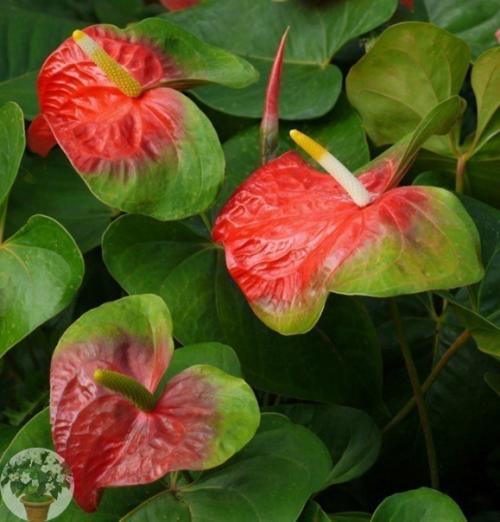 Элегантный модник антуриум. 08