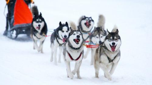 Идеи отдыха в Москве и Подмосковье для настоящих мужчин. 04