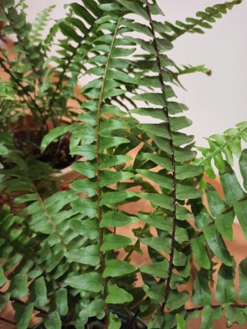 Папоротники в моём доме: о нюансах ухода и любви к тропическим растениям. 03