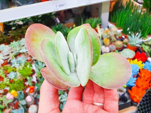 5 растений, мимо которых в магазине пройти нельзя: и хочется и колется. 02