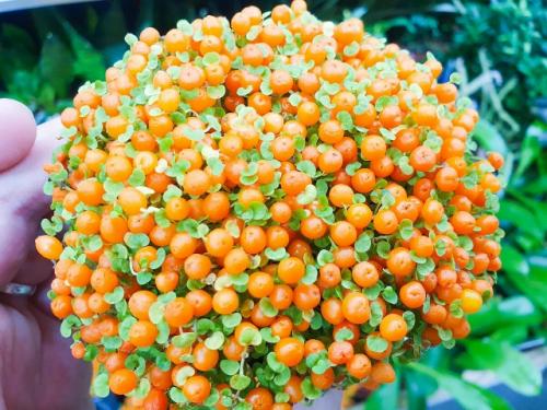 5 растений, мимо которых в магазине пройти нельзя: и хочется и колется.

