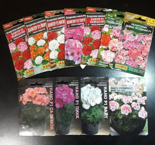 Пеларгония, или попросту герань - одно из самых популярных среди любителей домашних и садовых растений. 01