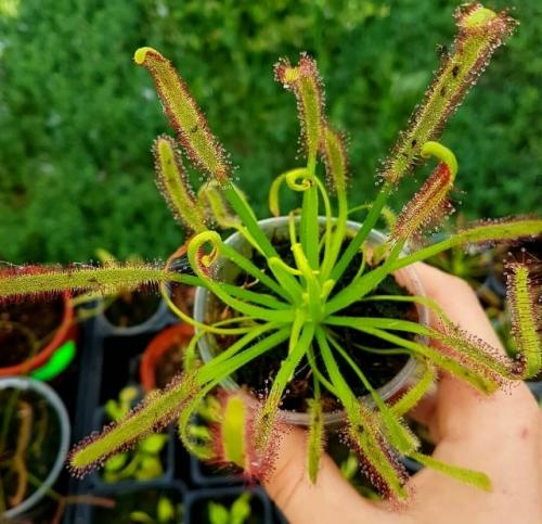 5 растений, мимо которых в магазине пройти нельзя: и хочется и колется. 08