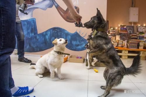 В Новосибирске появилось кафе, где бродят четыре пса, - год собаки начался открытием первого в России песокафе. 05