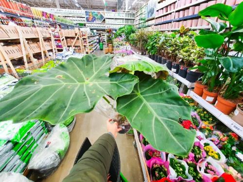 5 растений, мимо которых в магазине пройти нельзя: и хочется и колется. 05