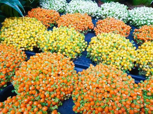 5 растений, мимо которых в магазине пройти нельзя: и хочется и колется. 01