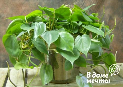 7 лучших растений для ванной комнаты: красота и уют. 01