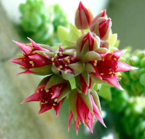 Очиток Моргана - основные моменты ухода? 05