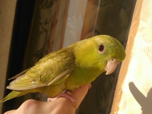 Познакомьтесь, это Матильда - папужка нашей подписчицы! 02