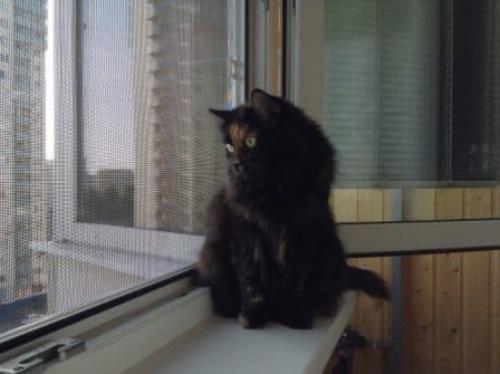 Сетка на раздвижное алюминиевое остекление балкона. 08