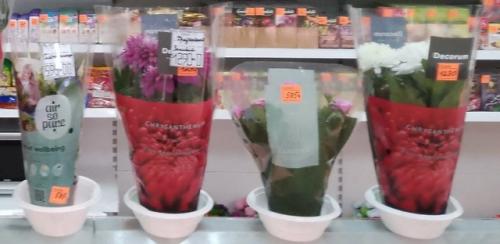 Цветущие комнатные растения никогда не выйдут из моды - ведь ничто так не украшает дом, как цветы в горшках. 08