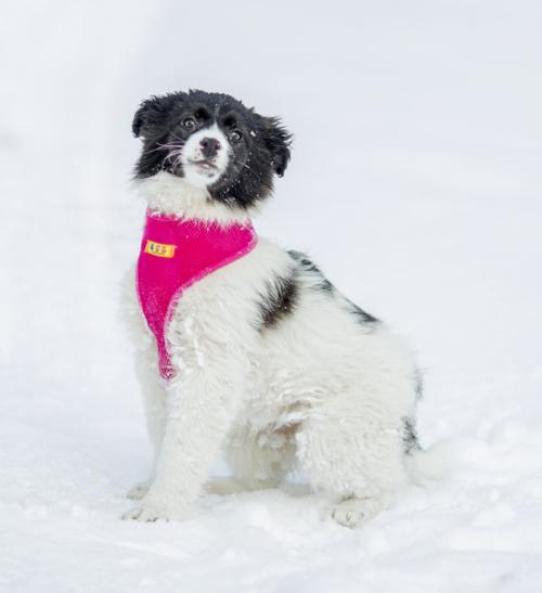 Невероятная троица, найденная у култаевского пруда в самые морозы, готова к счастливым переменам в жизни. 02