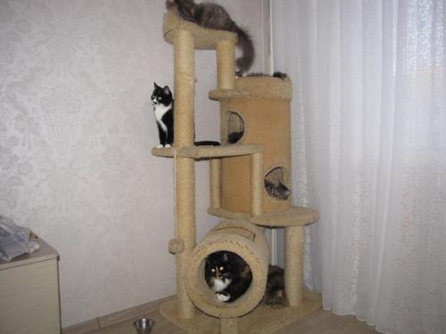 У нас 10 котодуш. 03