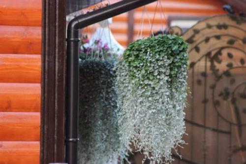 Нарядные сорта дихондры с оригинальной листвой, создают красивый декоративный эффект. 01 Нарядные сорта дихондры с оригинальной листвой, создают красивый декоративный эффект. 01