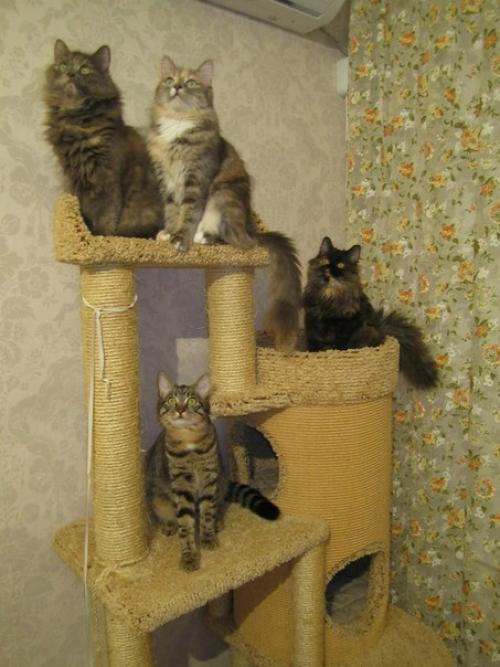 У нас 10 котодуш. 01