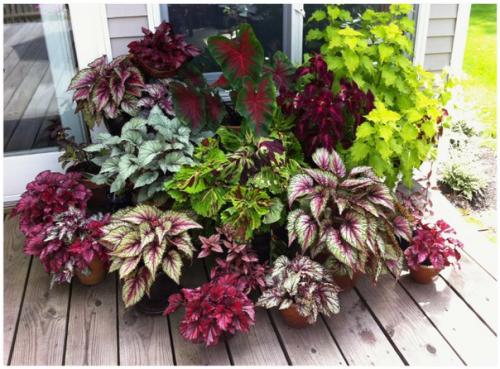 Бегония королевская.  Бегония Рекс считается одной из самых любимых и красивых цветов, которая так же называется бегонией королевской. 06