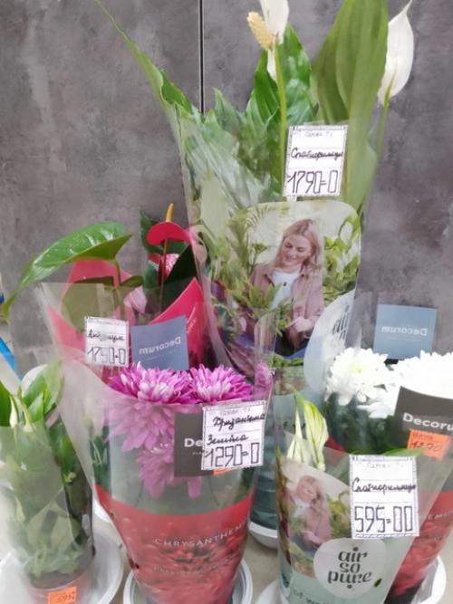 Цветущие комнатные растения никогда не выйдут из моды - ведь ничто так не украшает дом, как цветы в горшках. 06