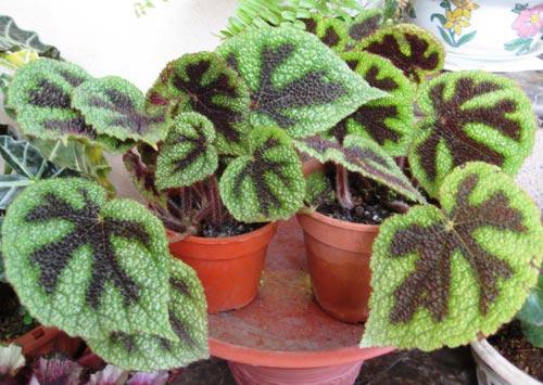 Бегония королевская.  Бегония Рекс считается одной из самых любимых и красивых цветов, которая так же называется бегонией королевской. 08