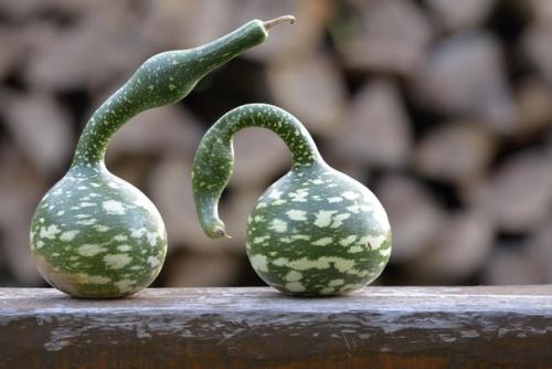 Выращивание и использование декоративной тыквы. 04