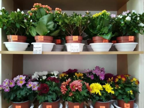 Цветущие комнатные растения никогда не выйдут из моды - ведь ничто так не украшает дом, как цветы в горшках. 03