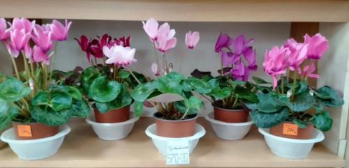 Цветущие комнатные растения никогда не выйдут из моды - ведь ничто так не украшает дом, как цветы в горшках. 05