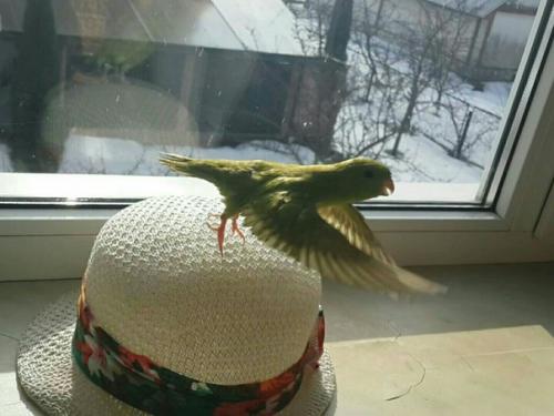 Познакомьтесь, это Матильда - папужка нашей подписчицы! 01