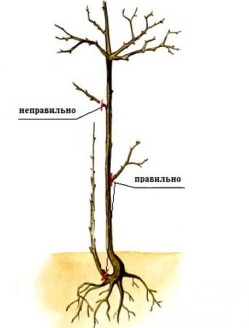 Рубрика 'умелый садовник'? 02