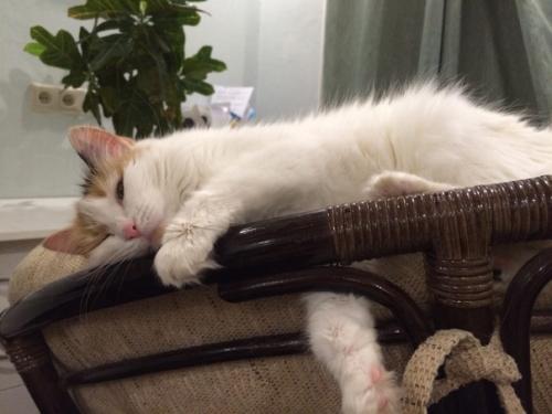 Я долго о кресле из ротанга мечтала. 03