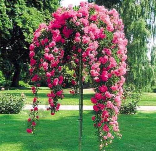 Рубрика 'умелый садовник'? 05