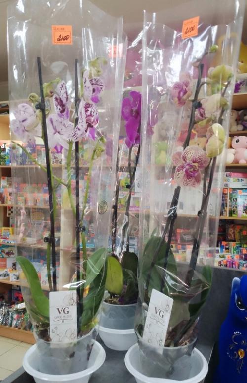 Цветущие комнатные растения никогда не выйдут из моды - ведь ничто так не украшает дом, как цветы в горшках. 01