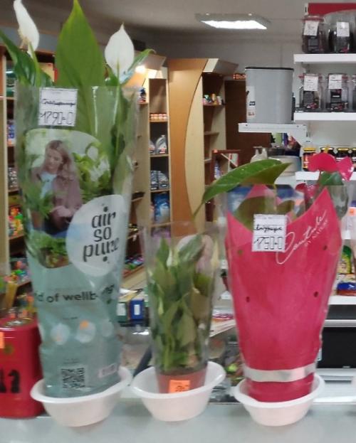 Цветущие комнатные растения никогда не выйдут из моды - ведь ничто так не украшает дом, как цветы в горшках. 04