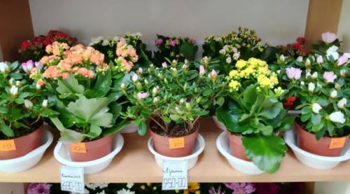 Цветущие комнатные растения никогда не выйдут из моды - ведь ничто так не украшает дом, как цветы в горшках. 02