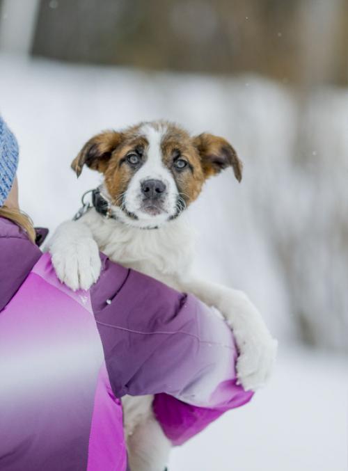 Невероятная троица, найденная у култаевского пруда в самые морозы, готова к счастливым переменам в жизни. 01