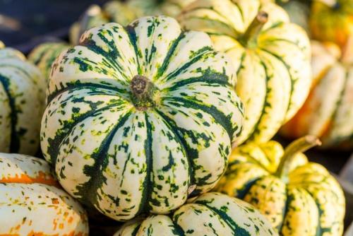 Выращивание и использование декоративной тыквы. 03