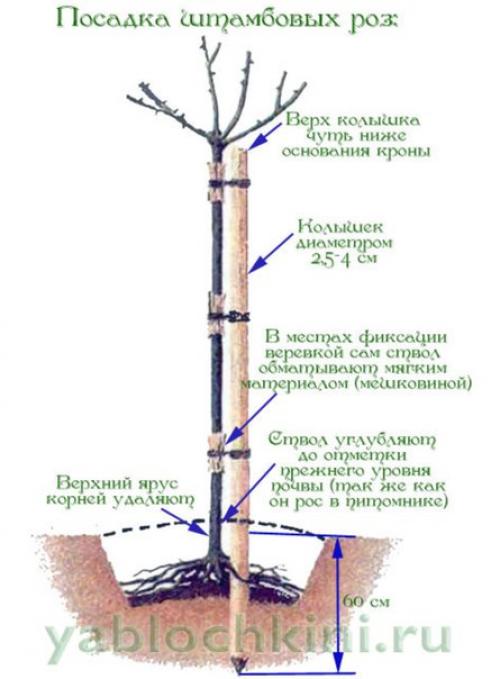 Рубрика 'умелый садовник'? 01