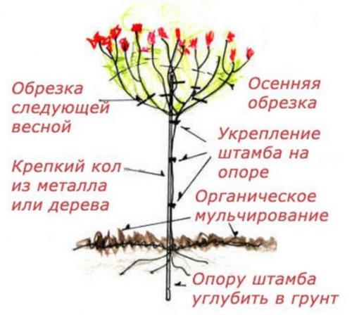 Рубрика 'умелый садовник'? 03