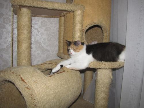 У нас 10 котодуш. 02