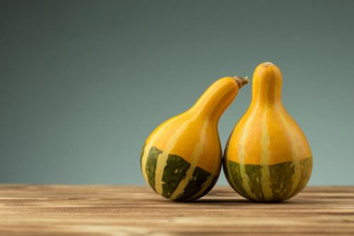 Выращивание и использование декоративной тыквы. 02