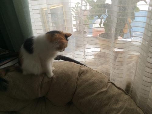 Я долго о кресле из ротанга мечтала. 05