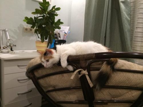 Я долго о кресле из ротанга мечтала. 01